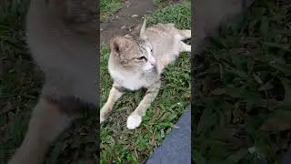 #short #shortvideo #cat #catvideos #catlovers #catplaytime