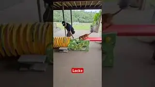 American Working Labrador, Locke training to be a detection dog. #workinglabrador