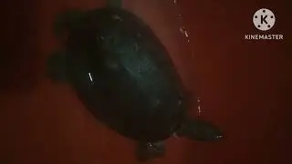 cute turtle on the tub🤣😂