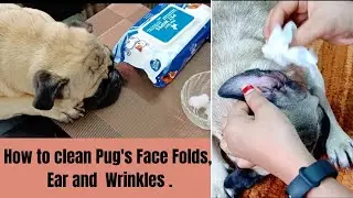 How to clean Pug's Wrinkles/face Folds|| Face and Ear cleaning video||