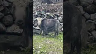 Himalayan Yak