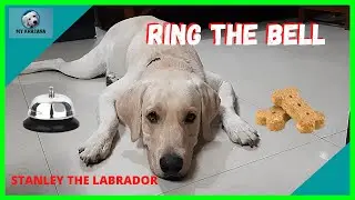 #dog challenge Ring The Bell, Get A Treat Challenge | Labrador Dog