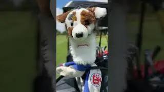 Personalize your bag! #golfgear #daphnesheadcovers #skythegolfdog