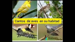 Songbirds / Song birds chirping / Cantos  de aves / Song birds traile /Song / Birds
