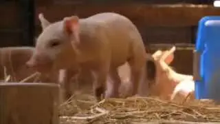 Piglet Falls Asleep while Eating and Drinking Milk, CUTEST THING EVER!