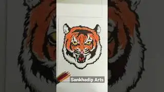 Tiger Drawing//Colour Pencil Drawing//Realistic Drawing...