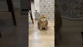 This isn't my wool! I don't know where it came from. 🦁