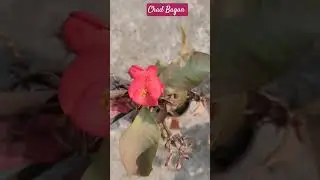 SUNDAY #chad  #bagan  #garden  #baugain  #villea #glabra  #flower #kagoj #ful plant #subscribe