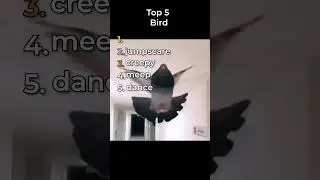 the best birds in the world