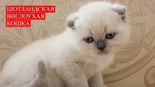 Забавные Котята. Кошка шотландская вислоухая. | Funny Kittens. Scottish fold Cat - 7.