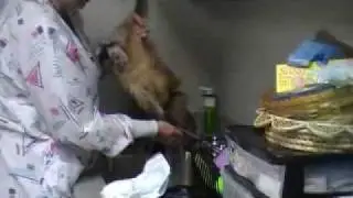Diaper Changing a monkey