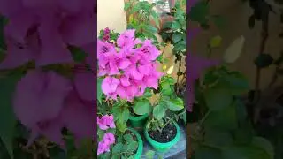 #garden #youtube #viral #youtubesborts #instagram