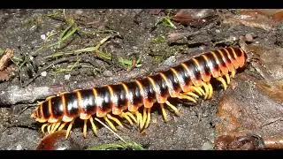 MILLIPEDES