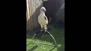 Changeable hawk eagle