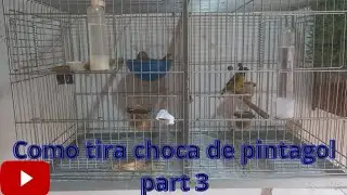 como tira choca de pintagol part 3