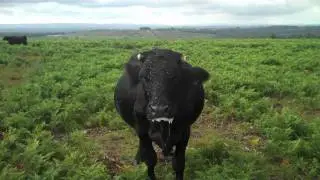 What is the cow saying? (An Interactive Annotation Experiment).