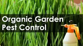 Identify and Control the Garden Pests