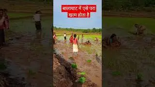 परा खतम #kisan #khetibadi #para #farmer #farming #balaghat #mp #youtubeshorts #new