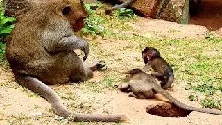 Boss Marcus doing nothing, Pretty Maci and DANIELA afraid Big monkey King Leader!