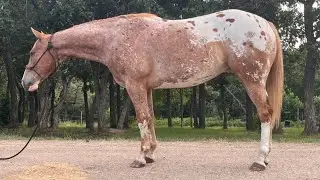 Dude -2019 gelding