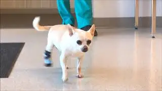 Buddy the Chihuahua with Prosthesis from My Pet's Brace