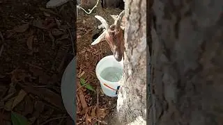She just gave birth&hellip; and this drink means everything. #shorts #animaldrinkingwater #givingbirth
