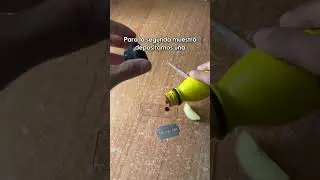 PREPARACIONES MICROSC&Oacute;PICAS CASERAS🔬🏠