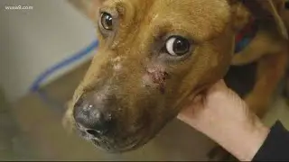 BREAKING NEWS PLUS OHIO DOG FIGHTING OPERATION SHUTDOWN#apbtlove #workingdog #marino