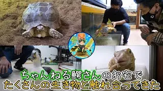 【コラボ】生き物を100匹以上飼育するYouTuberの自宅訪問した【ちゃんねる鰐】