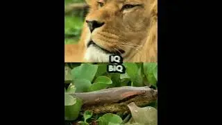 Lion VS Green Anaconda #shorts #lions