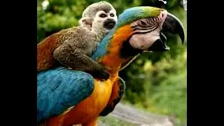The odd beauty of birds