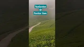 Commercial Tea Garden and tourism place in Nepal