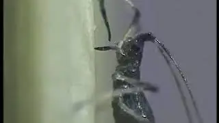 Aphid Stylectomy