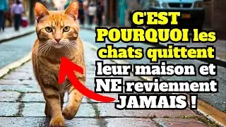 Pourquoi les chats partent et ne reviennent JAMAIS ? 12 raisons et comment l'&eacute;viter