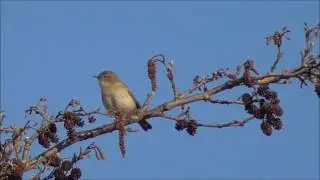 Chiffchaff singing