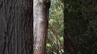 BIG GOANNA - LACE MONITOR 7 FOOT. UP A TREE, CLOSE UPS.