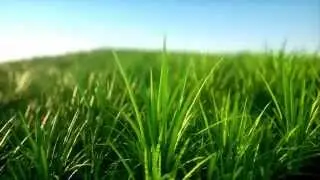 Octane Render Grass