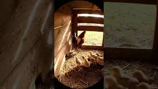 Rooster Fights Off Snake to Protect Chicks | Saving Earth&rsquo;s Souls