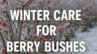 Winter Berry Bush Care: Your Ultimate Guide!