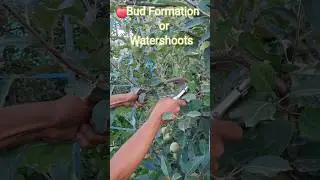 Summer Pruning #shorts #farming