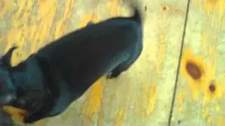 contest humans4targets2.MOV