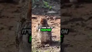 Why This Bird Lets Ants Crawl All Over It