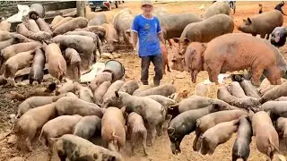 ELE ERA ENGRAXATE COMEÇOU 08 LEITÕES HJ TEM QUASE 400  PORCO