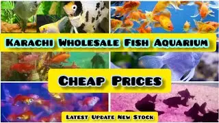 Aquarium Shop New Stock At Saddar Hobbiers Paradise Fish Market Wholesale Stock, Cheap Prices.