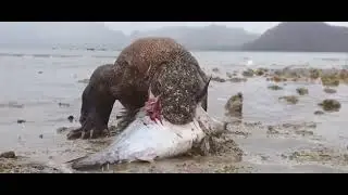 Komodo Dragon Catch & swallow a big fish ( tuna ) from the sea😱😱😱
