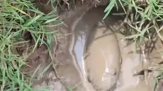 cambo fishing