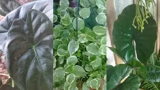 #HOJE  Vou Mostra Pra Vocês o #repelente da Minha alocasia #E outras plantas🏡🪴🥀 