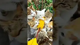 Cats like to eat corn #cat #catsoftiktok #funny #funnycats #fyp #foryou
