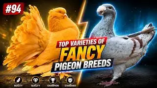 Top Varieties of Fancy Pigeon Breeds #94