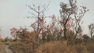 shivas flower moduga tree